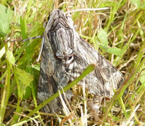 Réf. 288 196 : Agrius convolvuli
